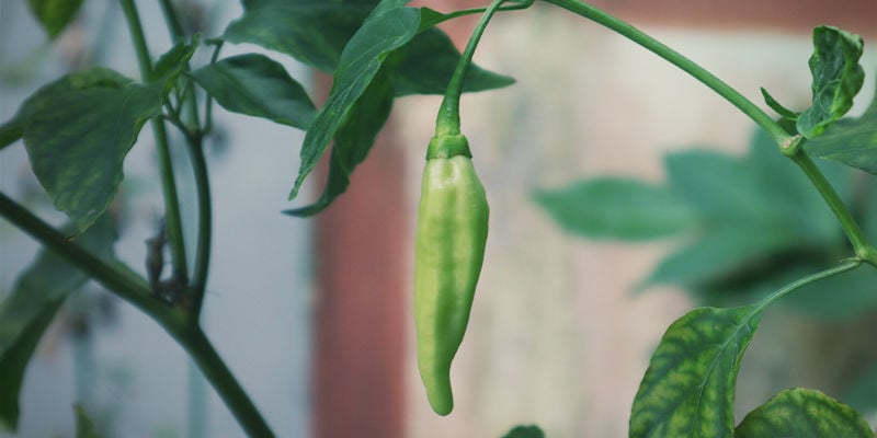 Quali Sono I Migliori Peperoncini Da Coltivare Indoor?