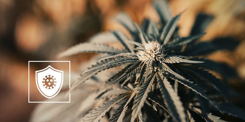La Cannabis Può Aiutare Nella Lotta Contro Il COVID-19?