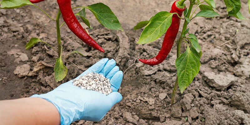 Come fertilizzare le piante di peperoncino