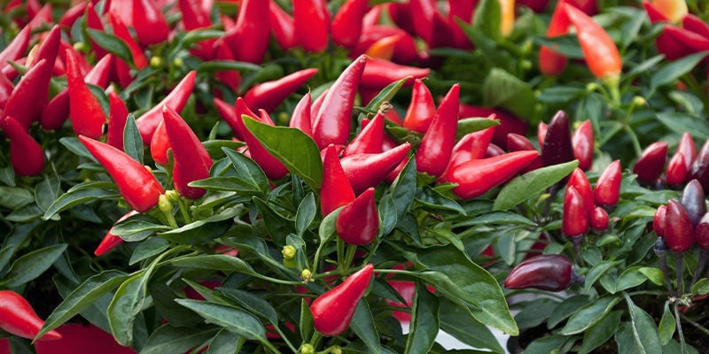 Tieni d’occhio le tue piante di peperoncino