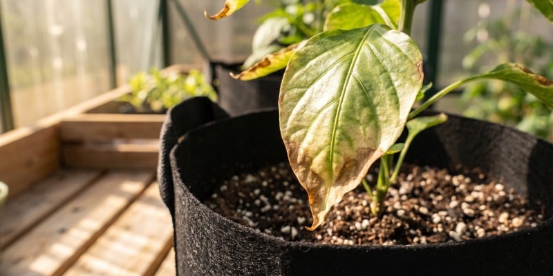 Consigli per fertilizzare i peperoncini piccanti Consigli per fertilizzare i peperoncini piccanti