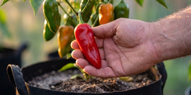 Nutrizione e piccantezza: il fertilizzante può influire sul grado di piccante? Nutrizione e piccantezza: il fertilizzante può influire sul grado di piccante?