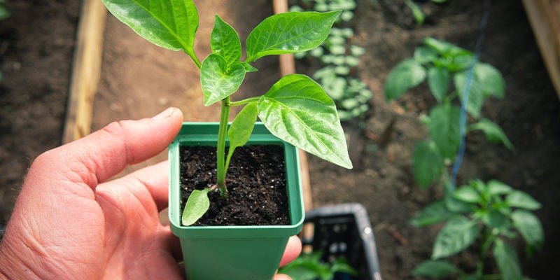 Acclimatare Le Tue Piante Di Peperoncino