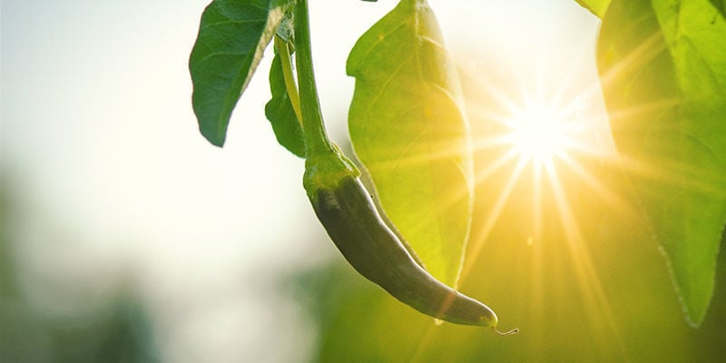 Perché Dovresti Coltivare I Peperoncini Piccanti All'Aperto?