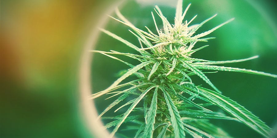 Che Cosa Sono I Cannabinoidi Attivi Totali (TAC)?
