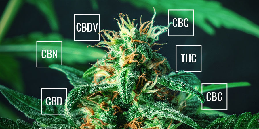 Quali Cannabinoidi Sono Presenti Nella Cannabis?