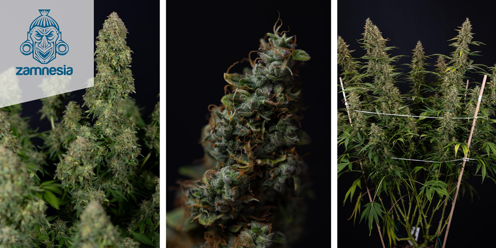 Ghost Train Haze (Zamnesia Seeds) femminizzata