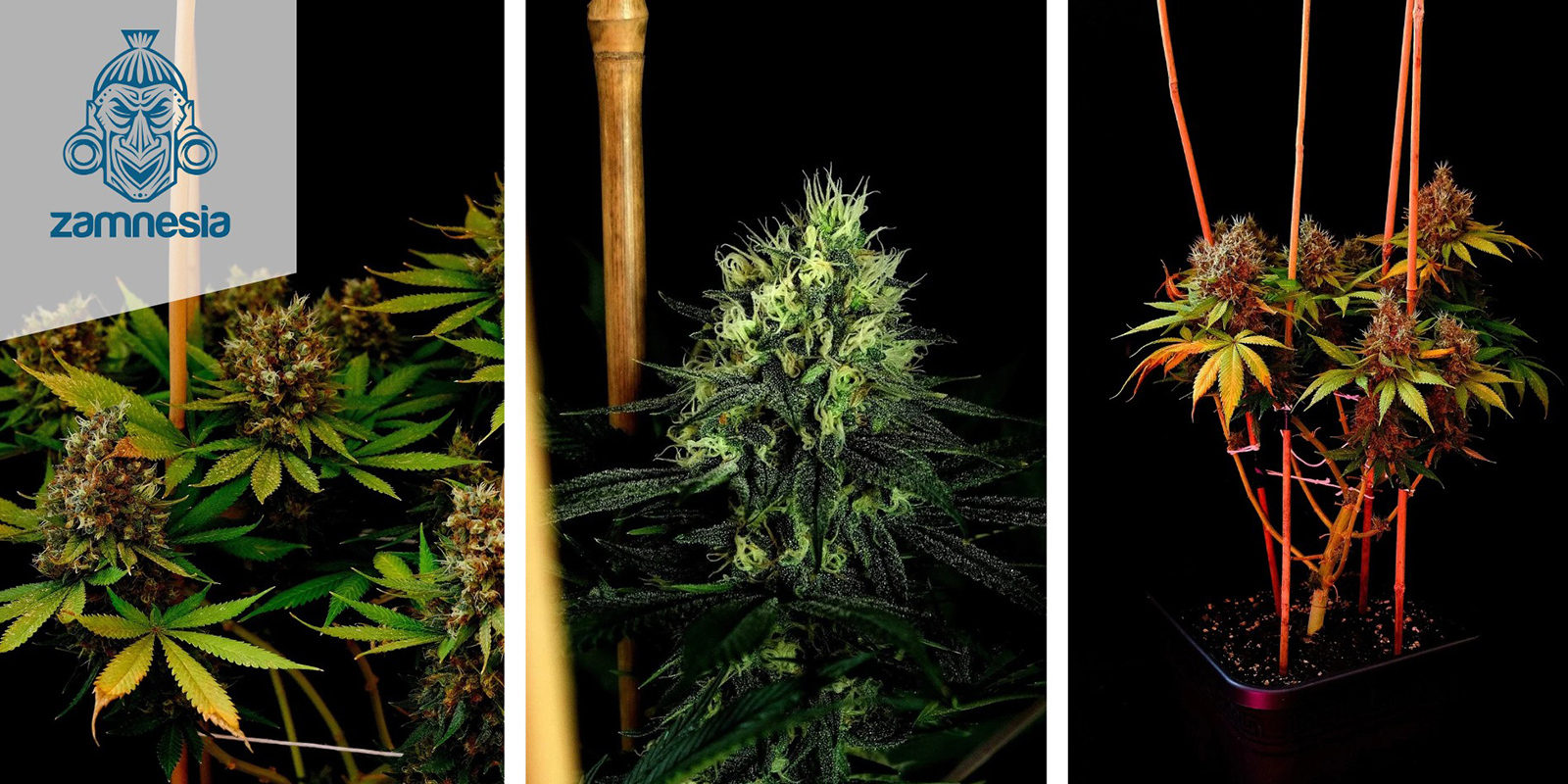 Kalini Asia (Zamnesia Seeds) Femminizzata