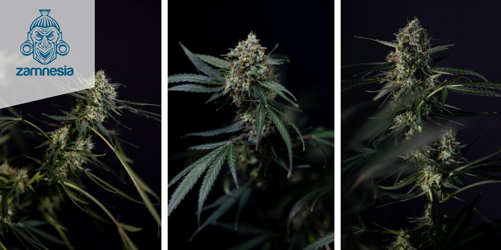 Lemon Cherry Gelato Auto (Zamnesia Seeds) femminizzata