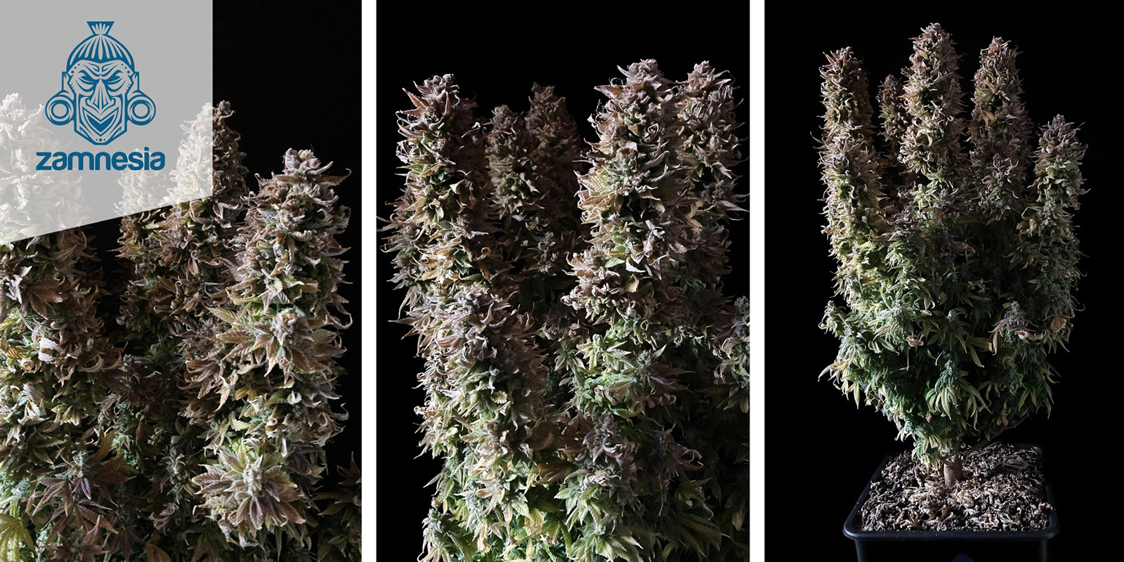 Panama Red (Zamnesia Seeds) femminizzata