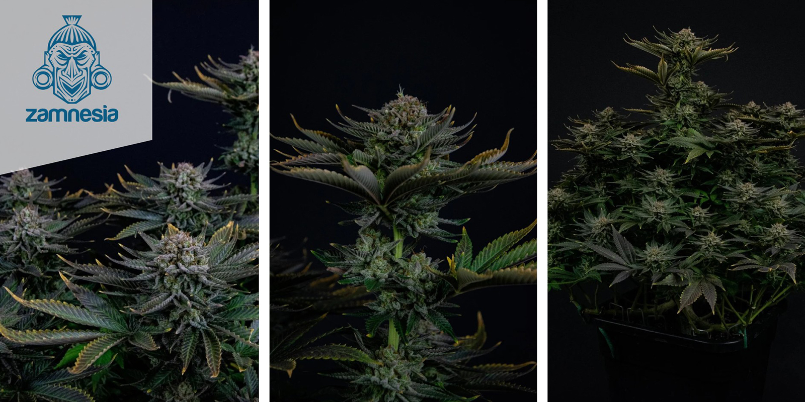 Runtz (Zamnesia Seeds) femminizzata