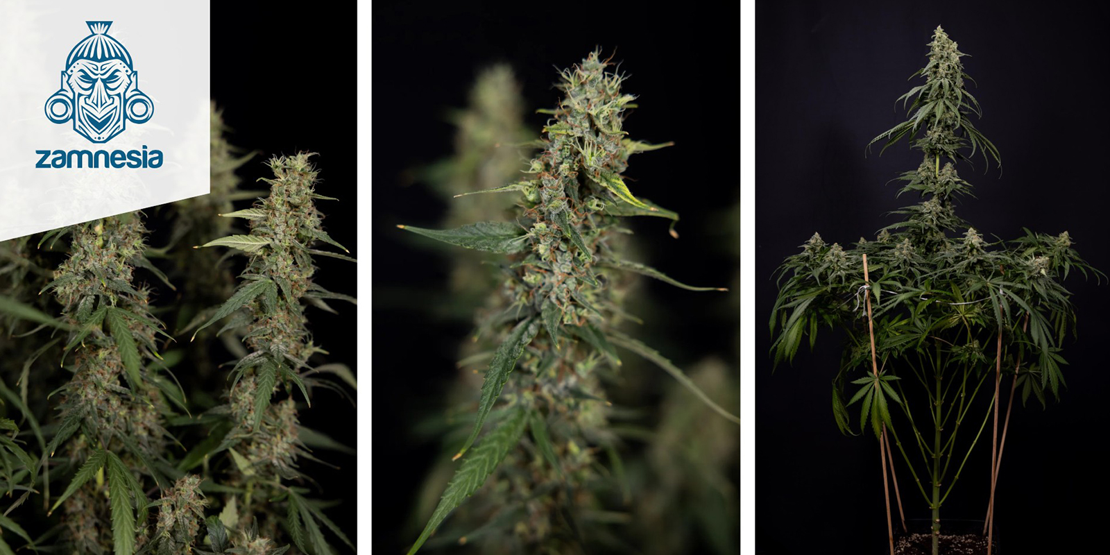 Tropicana Cookies (Zamnesia Seeds) femminizzata