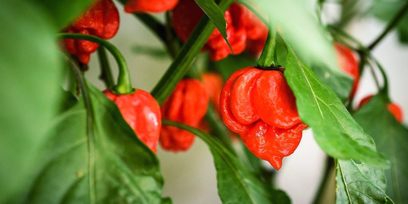 Come Coltivare Il Carolina Reaper