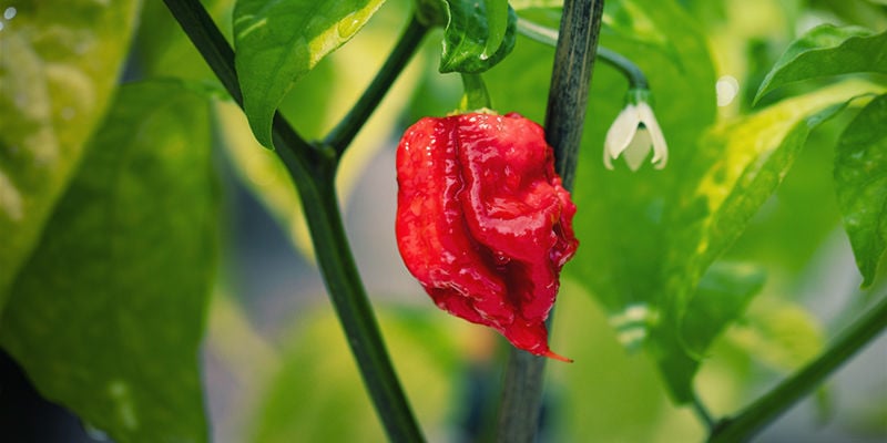 Cos'è Il Carolina Reaper?