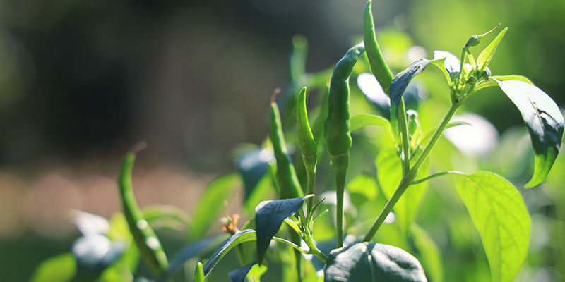 Come Coltivare I Peperoncini Cayenne Long Slim