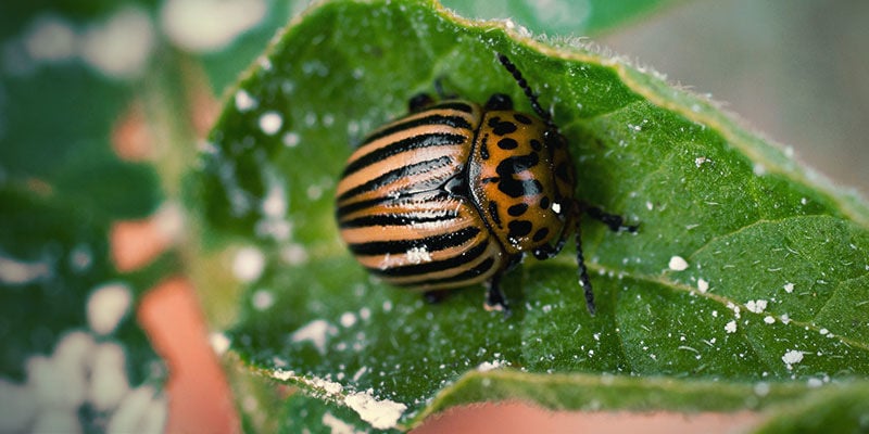 Farina Fossile