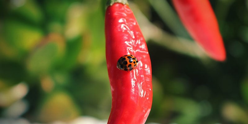 Coccinelle