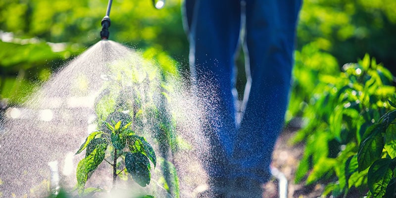 I Pesticidi Naturali Sono Migliori Di Quelli Sintetici?