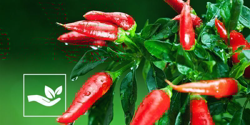 Vantaggi Dei Pesticidi Naturali