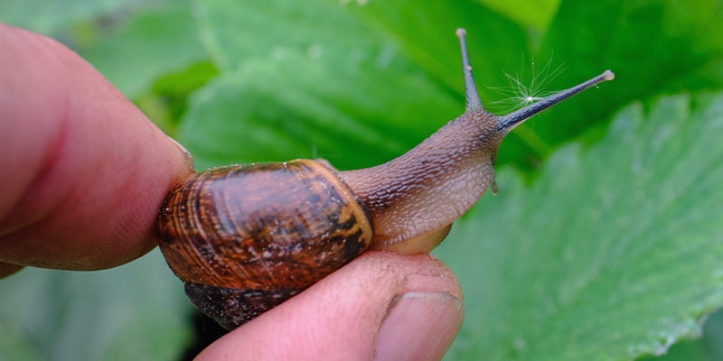 Sbarazzarsi Dei Parassiti Delle Piante In Modo Naturale