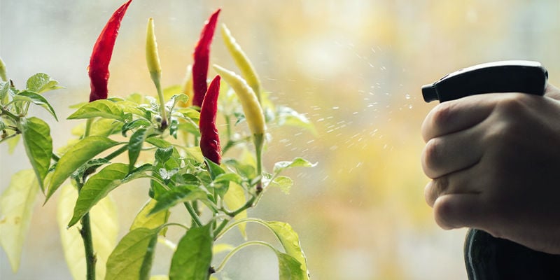 Come Utilizzare I Pesticidi Naturali Sulle Piante Di Peperoncino