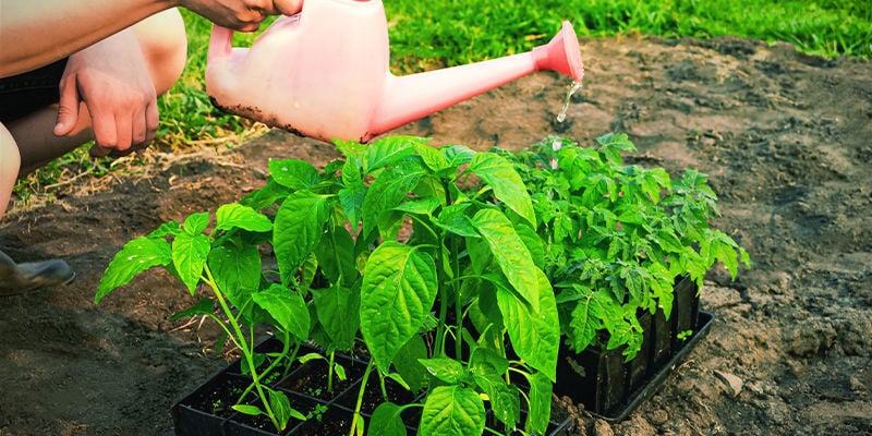 Consigli Per Acclimatare Le Piante