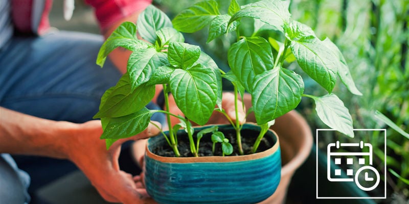 Quando Acclimatare Le Piante Di Peperoncino?