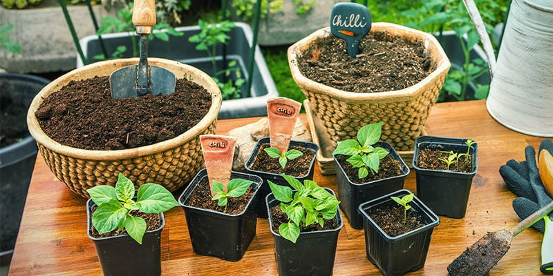 Come trapiantare le piante di peperoncino in vasi più grandi