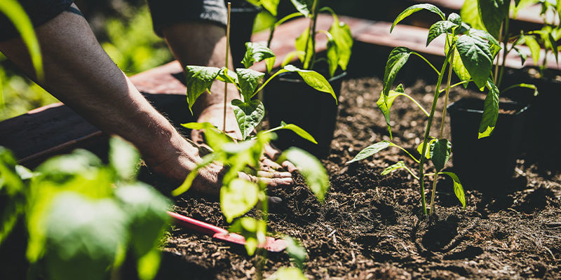 Come trapiantare le piante di peperoncino nel giardino