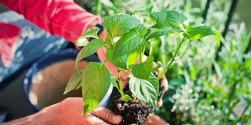 Trapiantare Le Piante Di Peperoncino: Outdoor