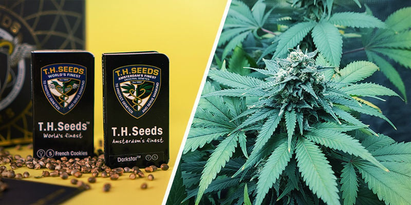 Speciale Cofanetto 25º Anniversario (T.H. Seeds)