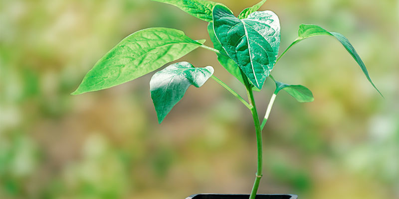 Consigli Per Clonare Con Successo Le Piante Di Peperoncino