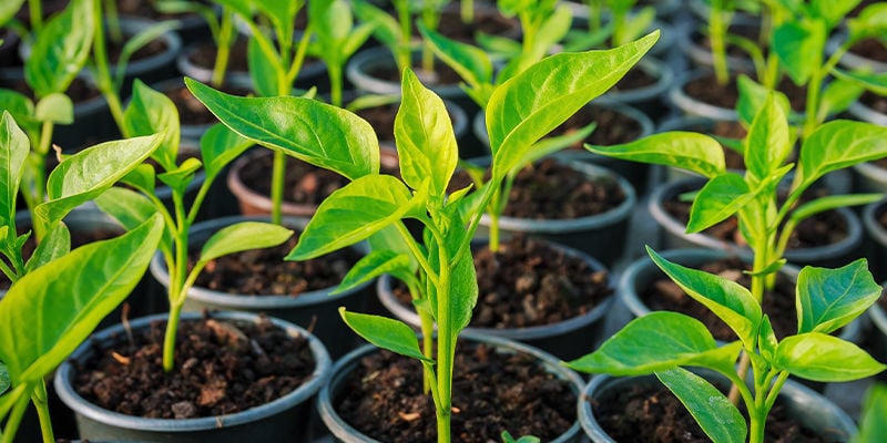 Perché Clonare Le Piante Di Peperoncino?