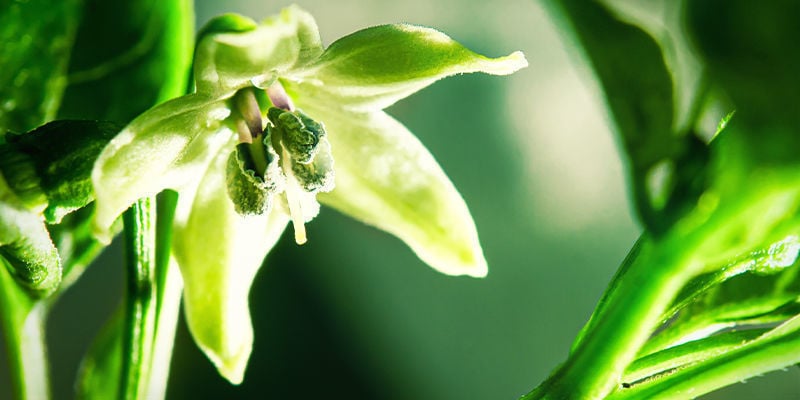Le piante di peperoncino si auto-impollinano?