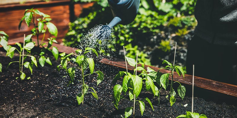 Perché dovresti piantare i peperoncini in aiuole rialzate?