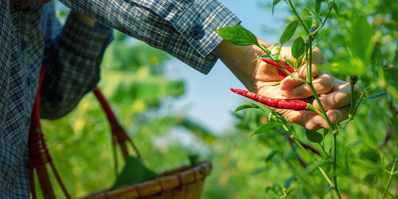 Potare i peperoncini per la massima resa