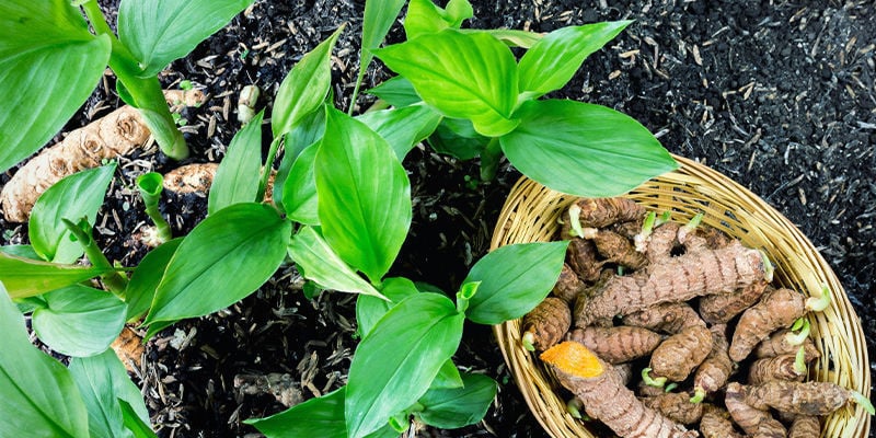 Cos’è esattamente la curcuma?