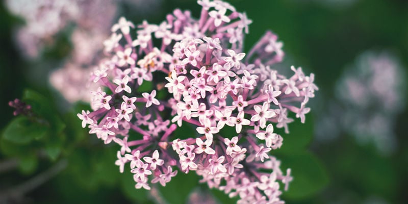 Cos’è La Valeriana?