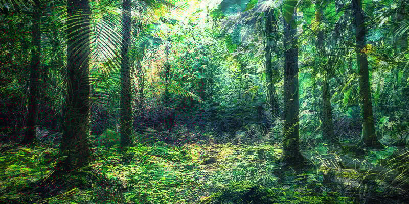 fusione fra le foreste ecuadoriane e il Devon