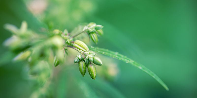 Ibridazione Della Cannabis: C'è Ancora Molto Da Scoprire