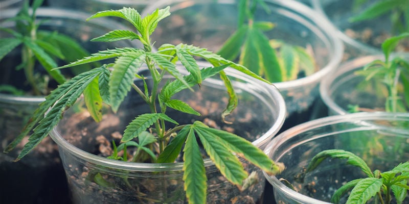 Come Creare Nuove Genetiche Di Cannabis
