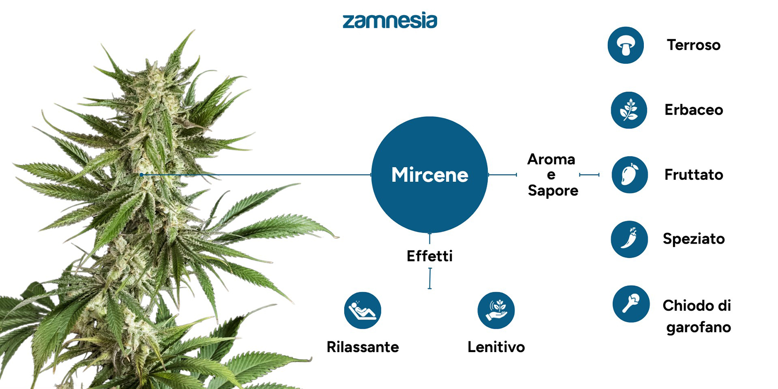 Cosa fa il mircene nella cannabis?