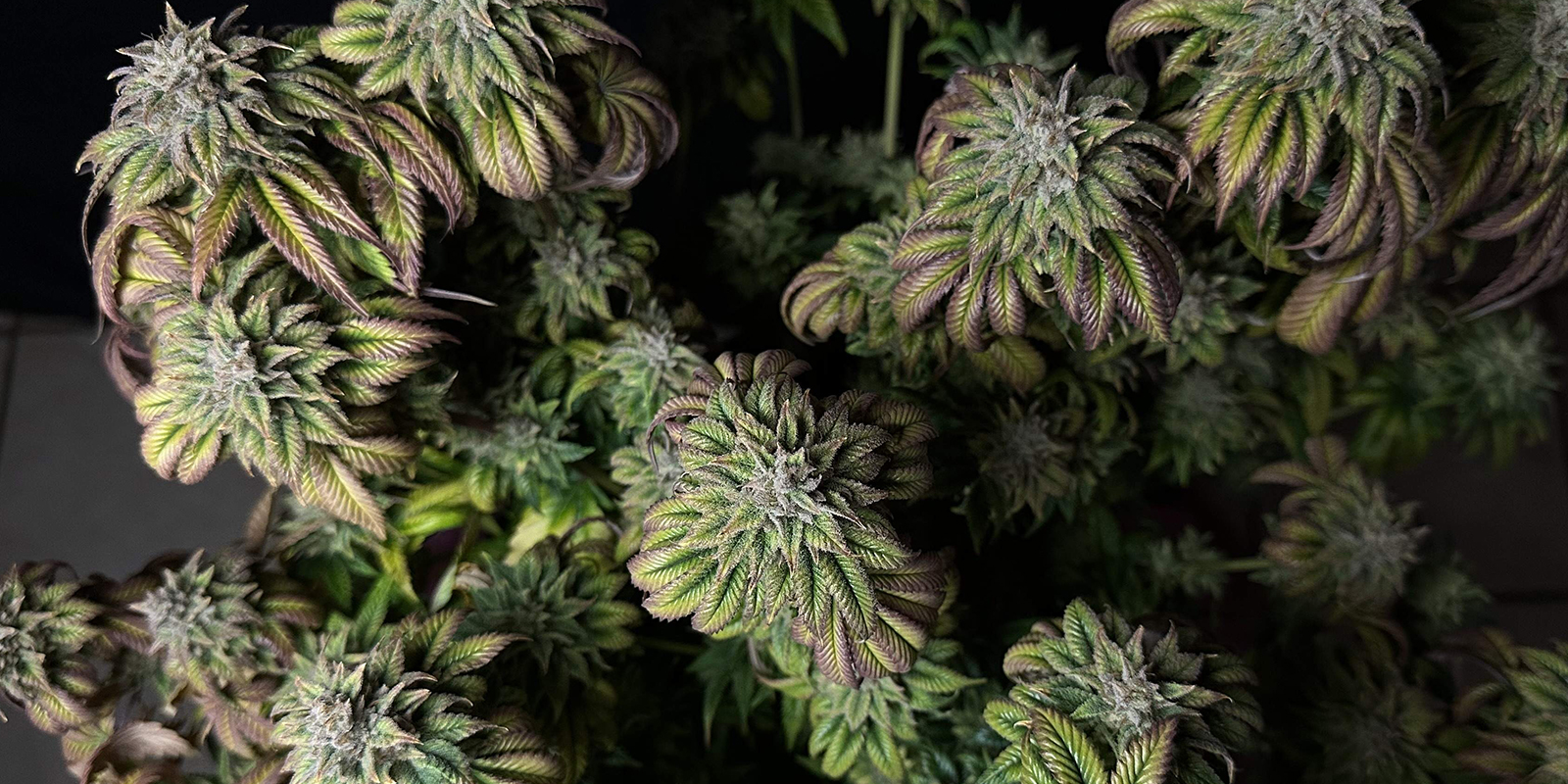 Make myrcene a part of your life Make myrcene a part of your life