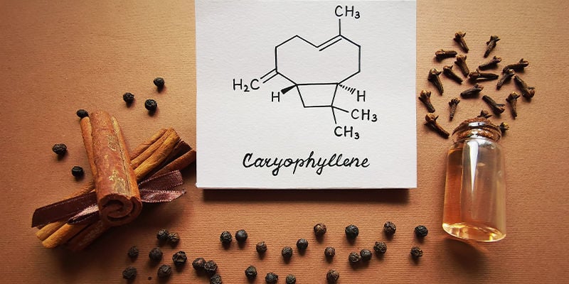 Cariofillene: Riepilogo