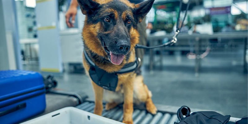 Come lavorano i cani negli aeroporti