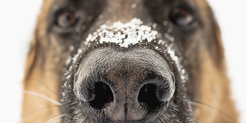 Quali sono le funzioni dei cani ai festival