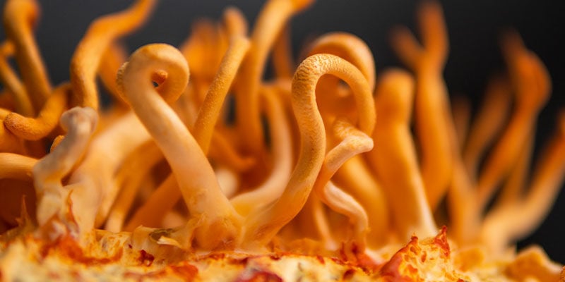 Cosa Sono I Cordyceps?