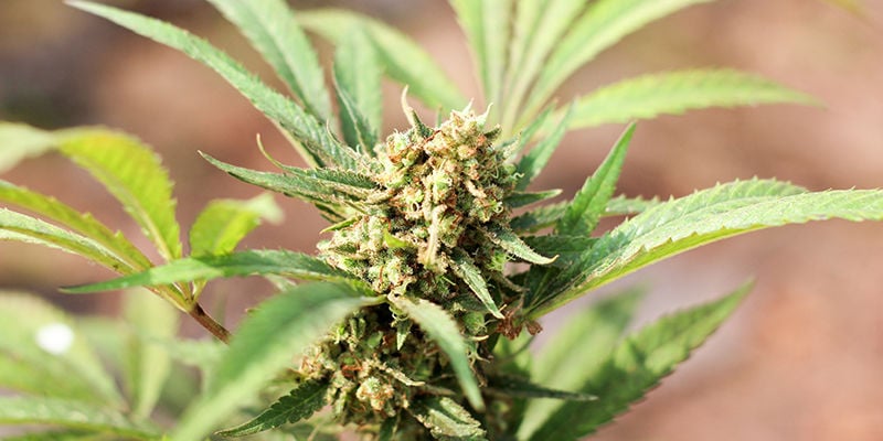 I limiti della cimatura e del Fimming nelle colture di cannabis