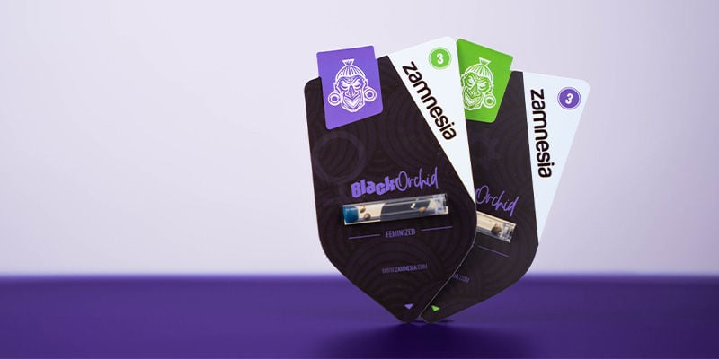 Come coltivare la Black Orchid