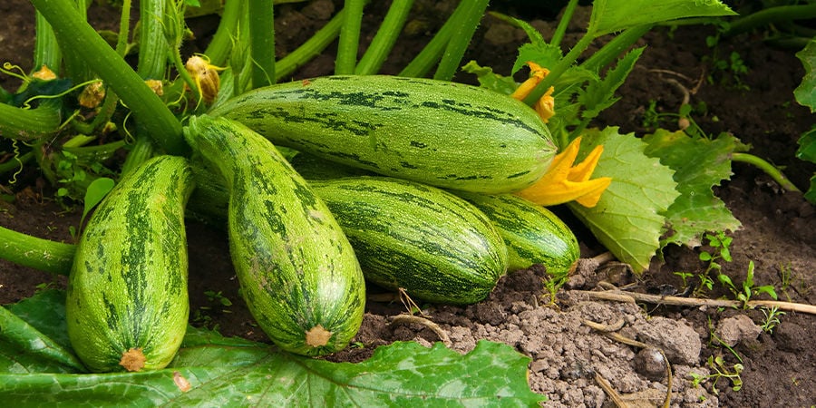 Zucchine